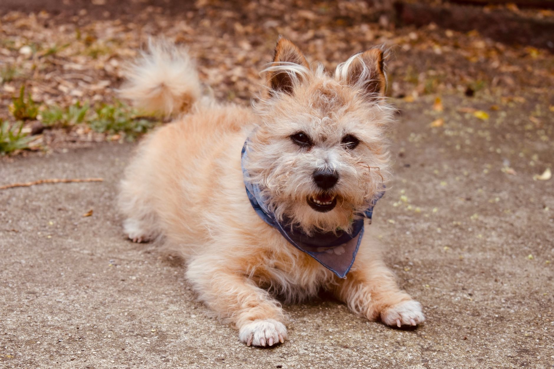 Foulard pour chien : accessoire léger, pas un collier de sécurité